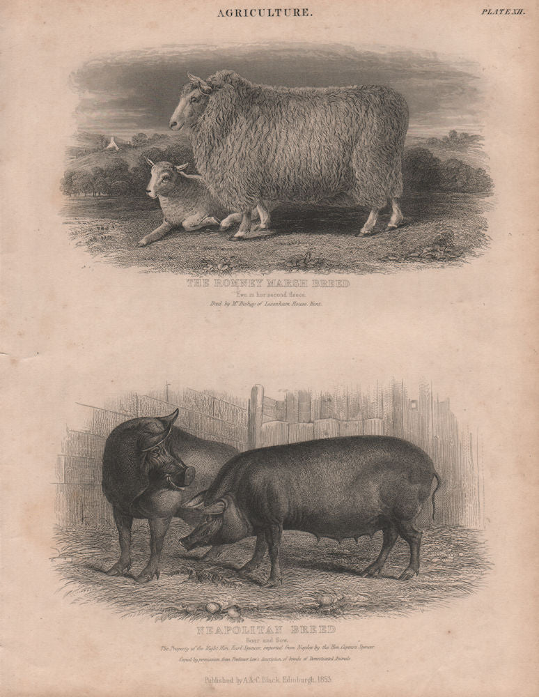 Agriculture. Romney Marsh Breed Ewe 2nd fleece. Neapolitan Breed Boar & Sow 1860